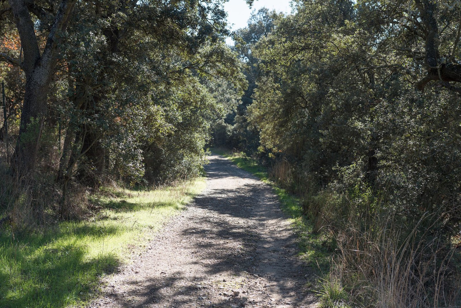 Camino entre encinas dentro de la finca