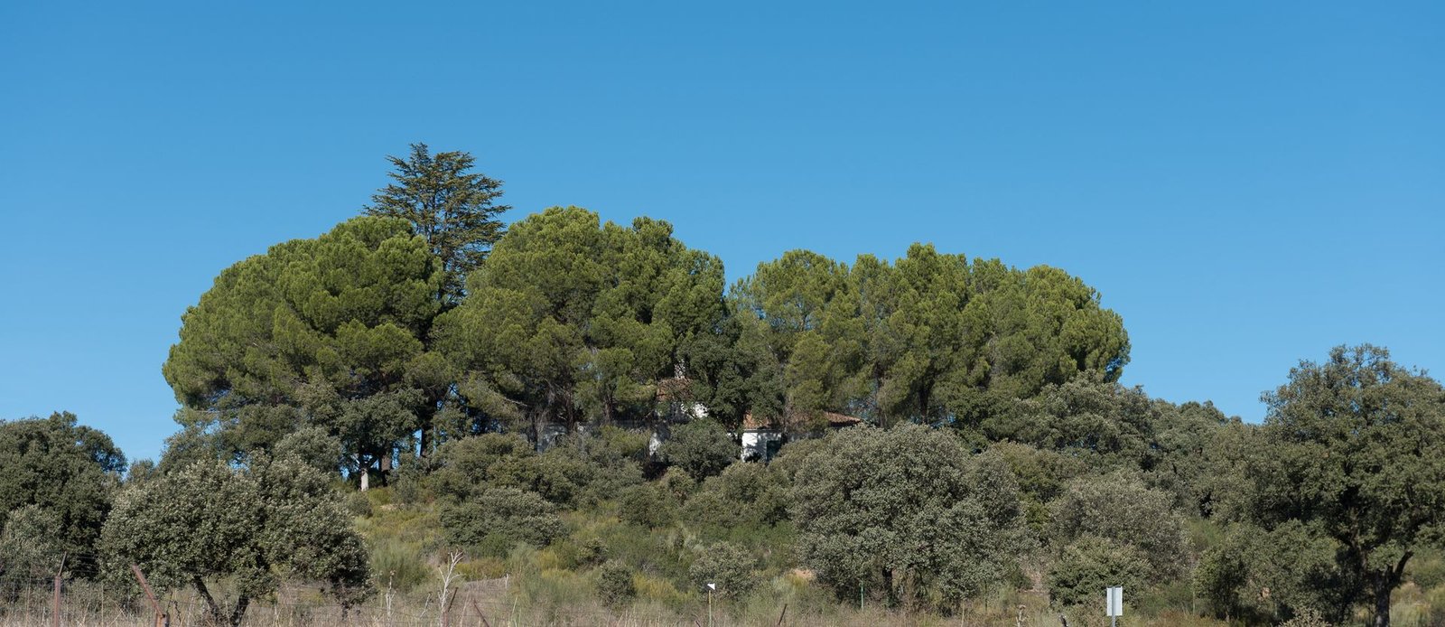 Los pinos que coronan la loma